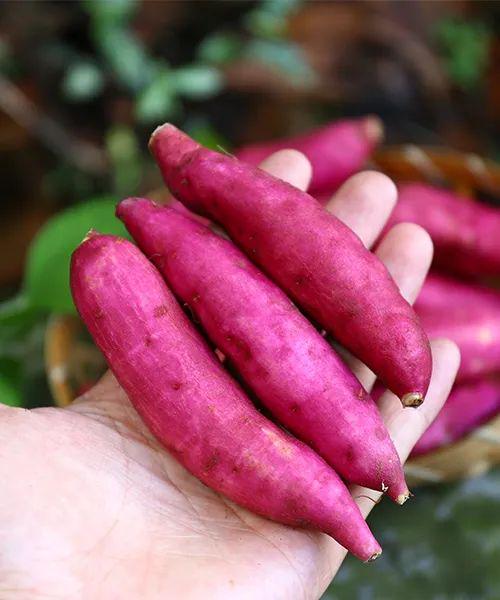 富硒地瓜好吗(富硒地瓜对人体有什么好处)-硒宝网