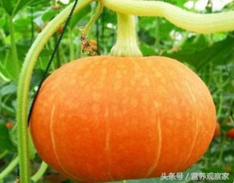 南瓜补铁吗（小南瓜补铁吗）-硒宝网