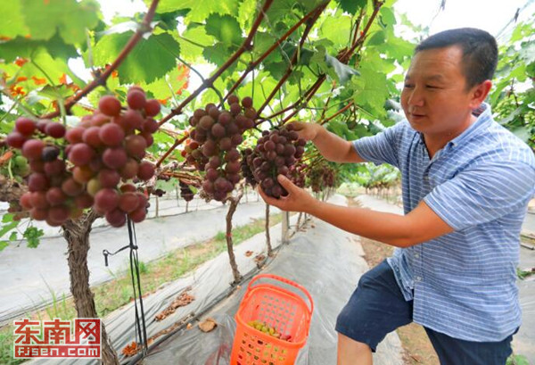 富硒地瓜发黑(富硒地瓜减肥吗)-硒宝网