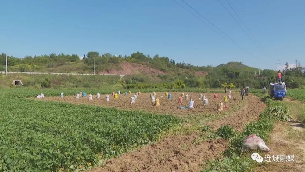 富硒地瓜发黑(富硒地瓜减肥吗)-硒宝网