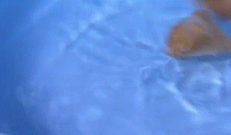 吃鸡蛋壳补钙吗(壳鸡蛋补钙吃多久有效)-硒宝网