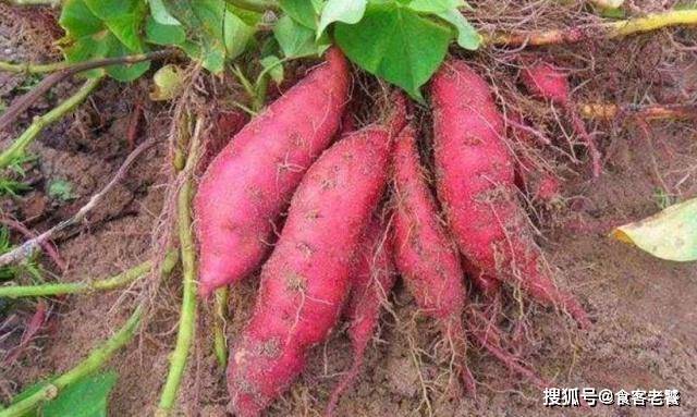 富硒地瓜好吗(富硒地瓜含硒高吗)-硒宝网