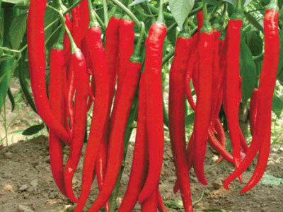 阳信富硒地瓜(富硒地瓜真的含硒吗)-硒宝网