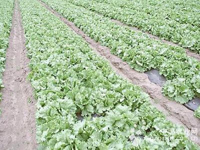 阳信富硒地瓜(富硒地瓜真的含硒吗)-硒宝网