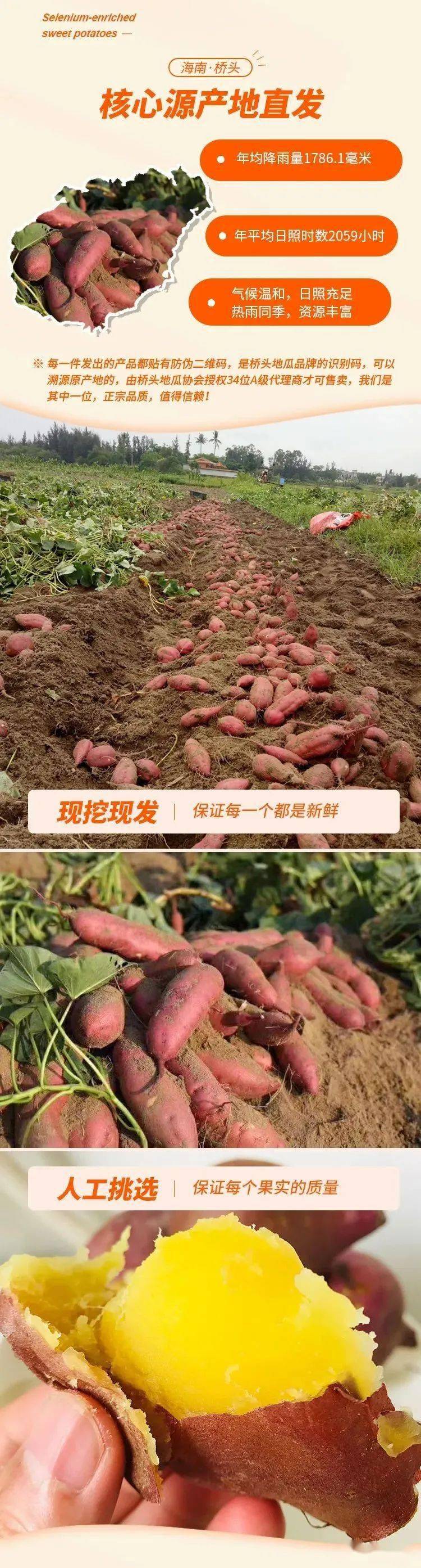 富硒地瓜怎么(富硒地瓜好吗)-硒宝网