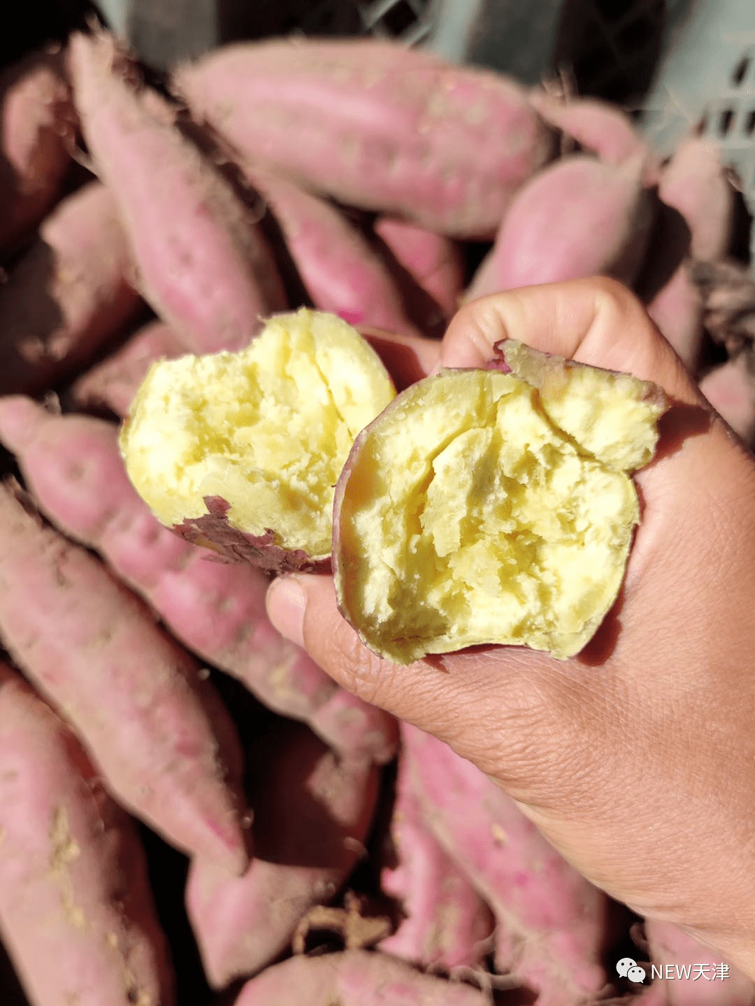 富硒地瓜怎么(富硒地瓜好吗)-硒宝网