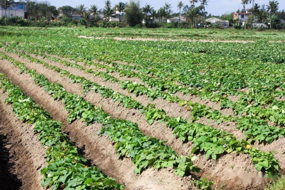 富硒地瓜怎么(富硒地瓜好吗)-硒宝网