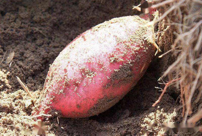 富硒地瓜怎么(富硒地瓜好吗)-硒宝网