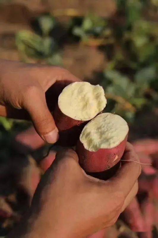 富硒地瓜怎么(富硒地瓜好吗)-硒宝网