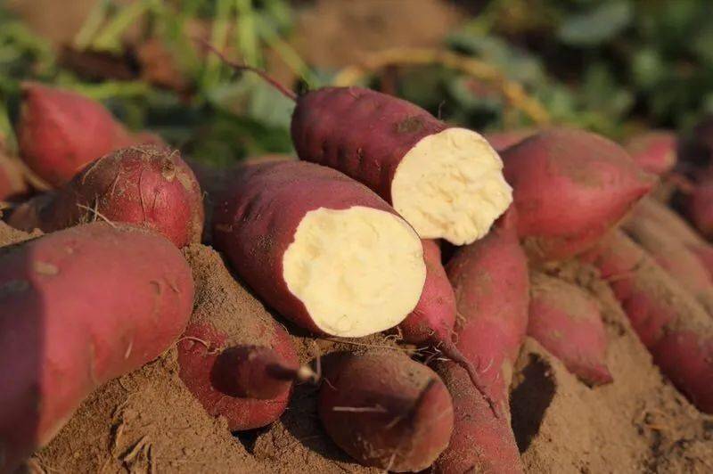 富硒地瓜热量(热量地瓜富硒含量高吗)-硒宝网