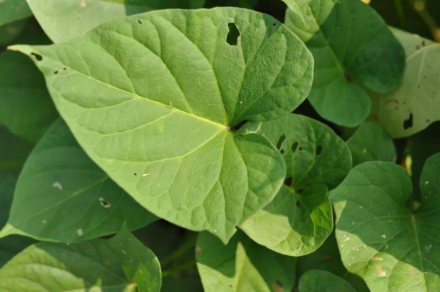 富硒地瓜热量(热量地瓜富硒含量高吗)-硒宝网