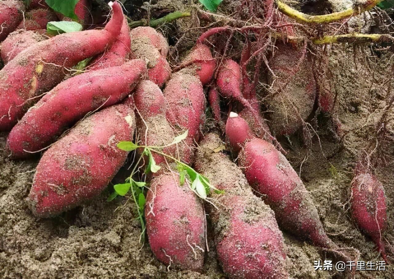 富硒地瓜广告(富硒地瓜的骗局)-硒宝网