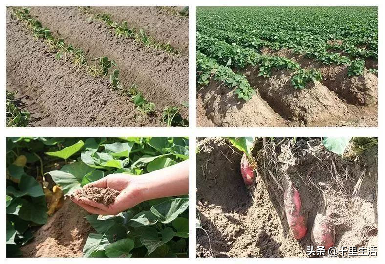 富硒地瓜广告(富硒地瓜的骗局)-硒宝网