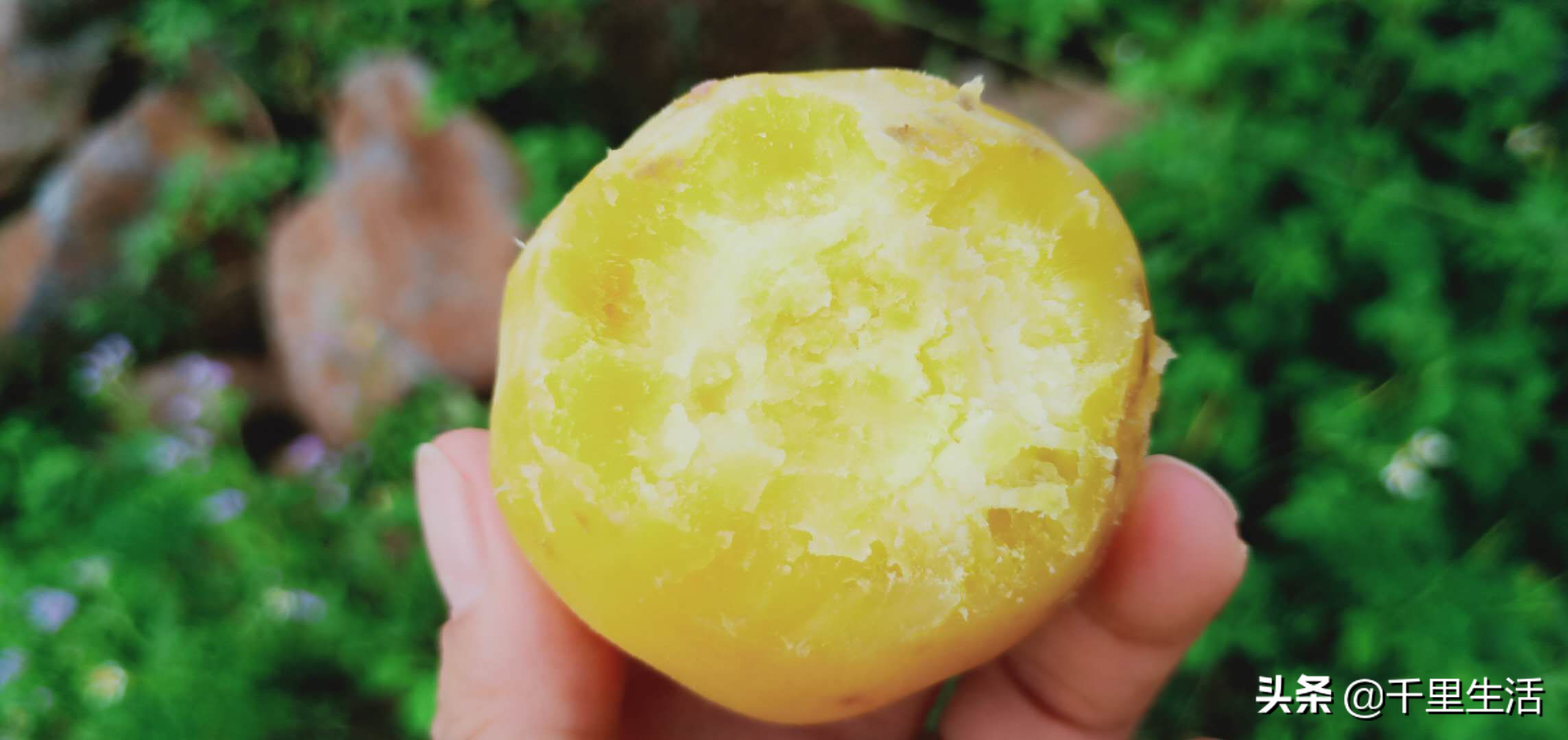 富硒地瓜广告(富硒地瓜的骗局)-硒宝网