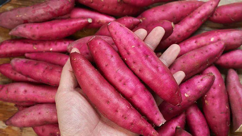 富硒地瓜热量（富硒地瓜减肥吗）-硒宝网