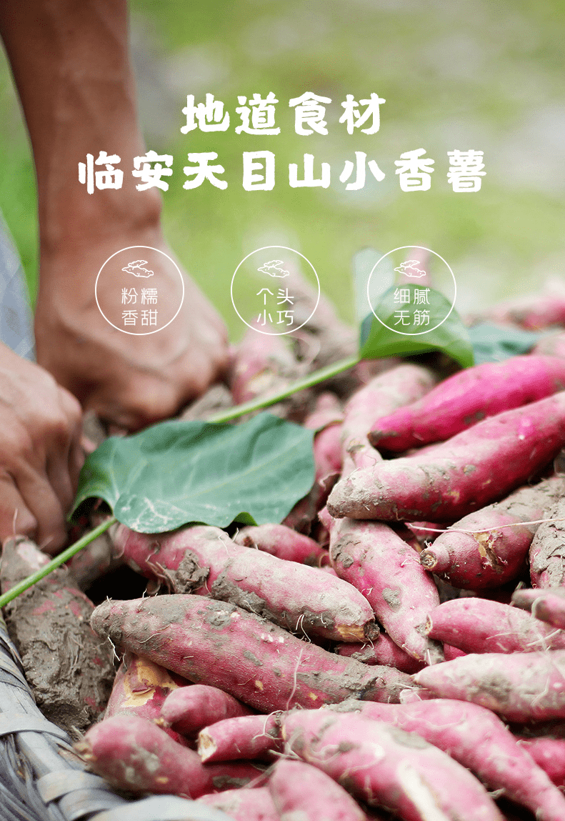 富硒地瓜热量（富硒地瓜减肥吗）-硒宝网