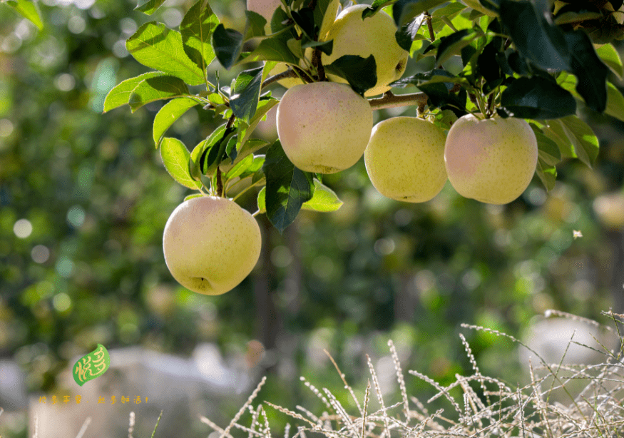烤箱富硒地瓜（烤箱地瓜富硒怎么做）-硒宝网