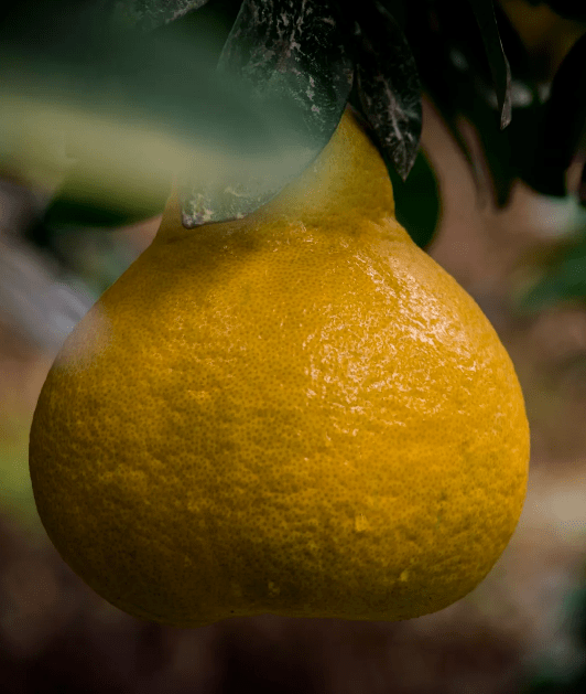 烤箱富硒地瓜（烤箱地瓜富硒怎么做）-硒宝网