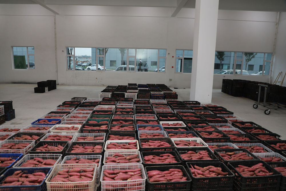 富硒地瓜基地（富硒地瓜亩产多少斤）-硒宝网