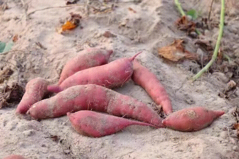 玉林富硒地瓜(玉林地瓜富硒产地)-硒宝网