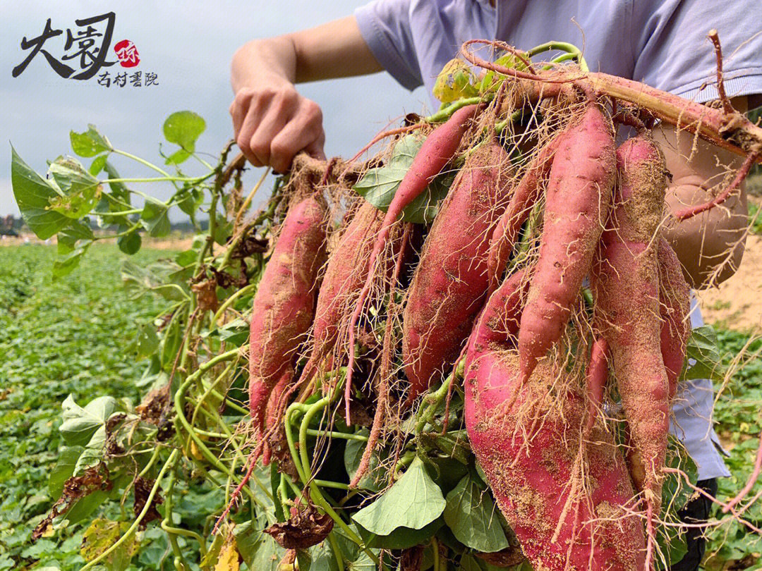 玉林富硒地瓜(玉林地瓜富硒产地)-硒宝网