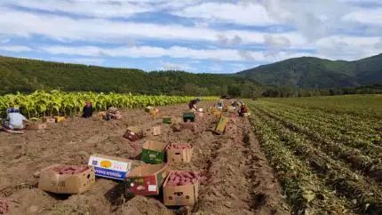 富硒地瓜基地（富硒地瓜生产基地）-硒宝网