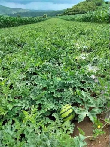 富硒地瓜基地（富硒地瓜生产基地）-硒宝网