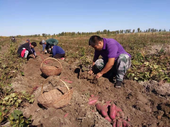 有机富硒地瓜(富硒地瓜种植技术视频教程)-硒宝网