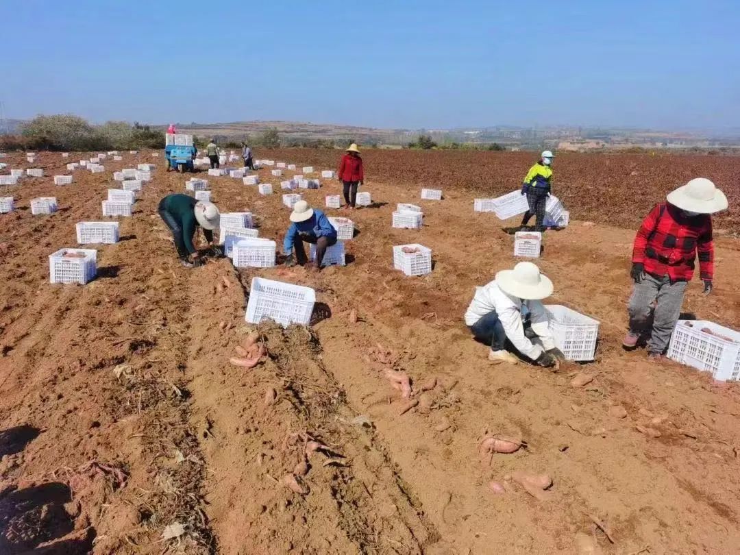 富硒地瓜基地（富硒地瓜产地有哪些）-硒宝网