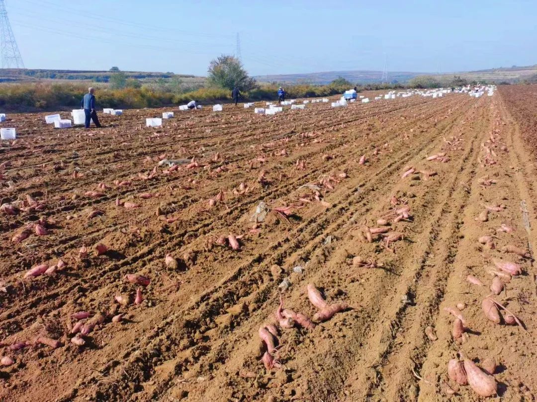 富硒地瓜基地（富硒地瓜产地有哪些）-硒宝网