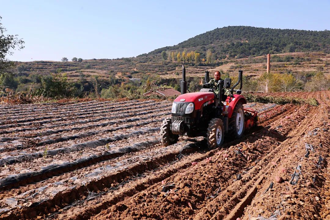 富硒地瓜基地（富硒地瓜产地有哪些）-硒宝网
