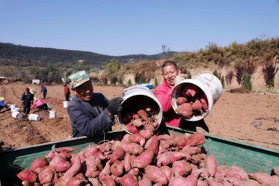 富硒地瓜基地（富硒地瓜产地有哪些）-硒宝网