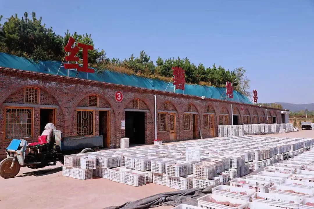 富硒地瓜基地（富硒地瓜产地有哪些）-硒宝网