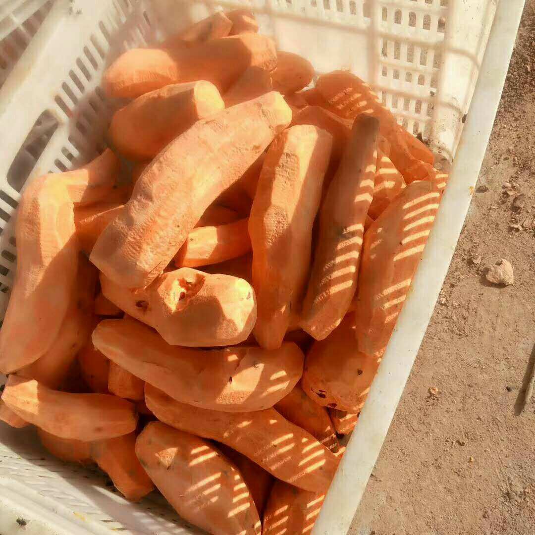 富硒地瓜山东(地瓜山东富硒含量高吗)-硒宝网