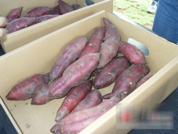 富硒地瓜芽子(富硒地瓜有毒吗)-硒宝网