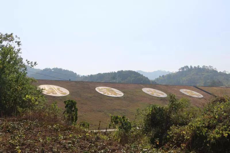 港边富硒地瓜(富硒地瓜是什么品种)-硒宝网