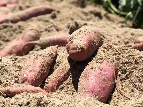 六鳌富硒地瓜(富硒地瓜和六鳌地瓜哪个好吃)-硒宝网