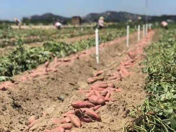 六鳌富硒地瓜(富硒地瓜和六鳌地瓜哪个好吃)-硒宝网