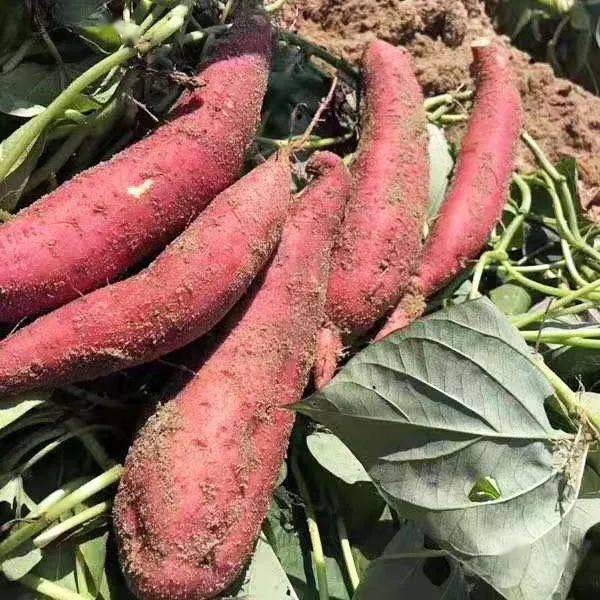 六鳌富硒地瓜(富硒地瓜和六鳌地瓜哪个好吃)-硒宝网