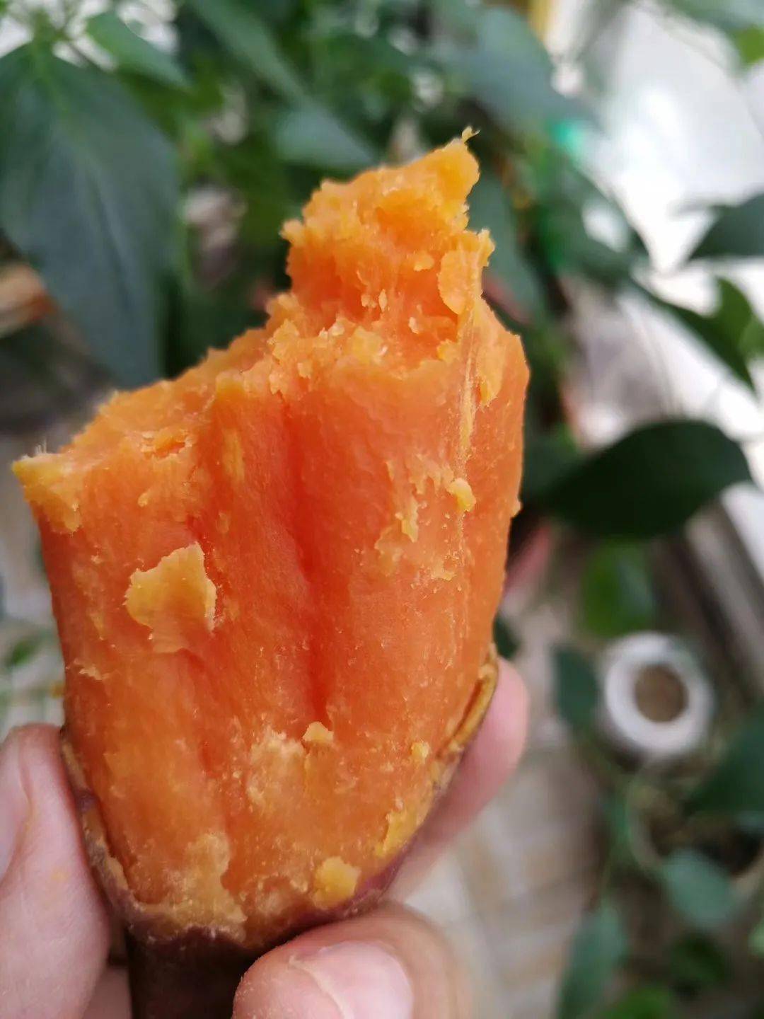 六鳌富硒地瓜(富硒地瓜和六鳌地瓜哪个好吃)-硒宝网