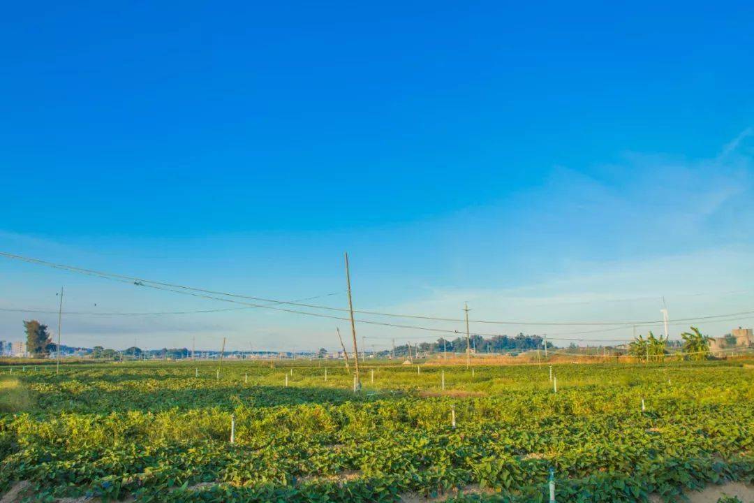 六鳌富硒地瓜(富硒地瓜和六鳌地瓜哪个好吃)-硒宝网