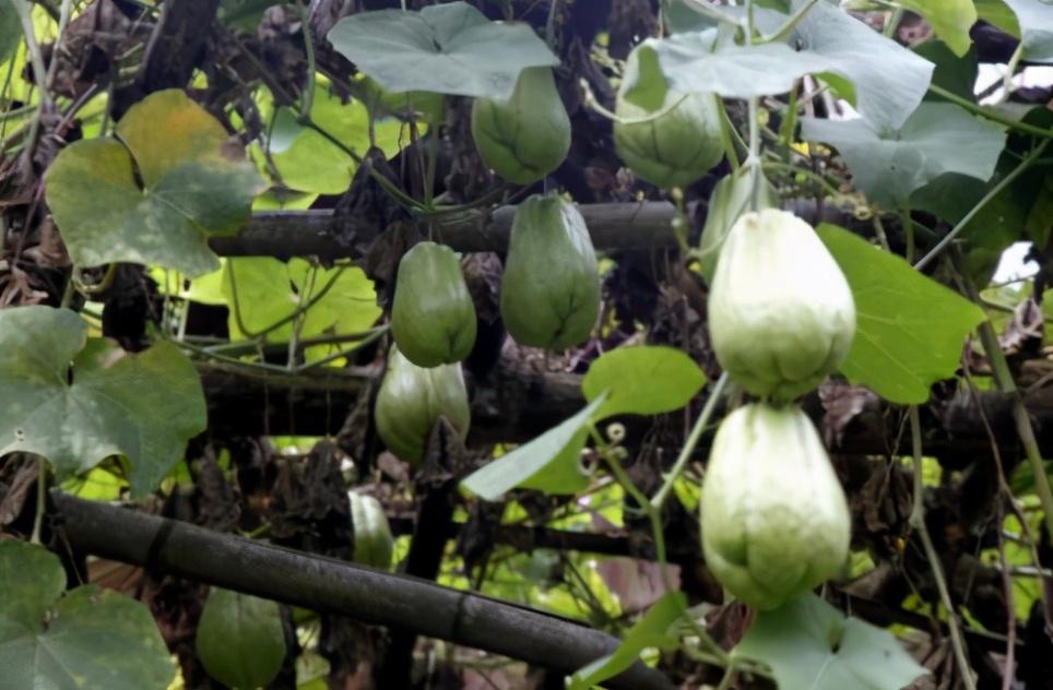 吃什么水果补锌（吃水果补锌吗）-硒宝网