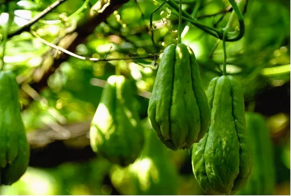 吃什么水果补锌（吃水果补锌吗）-硒宝网