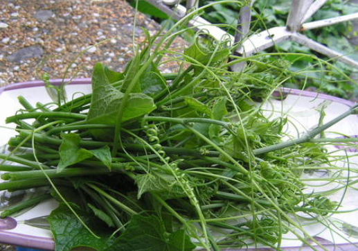 吃什么水果补锌（吃水果补锌吗）-硒宝网