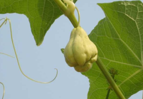 吃什么水果补锌（吃水果补锌吗）-硒宝网