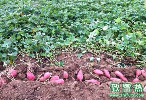 人吃富硒地瓜（地瓜吃富硒人会胖吗）-硒宝网