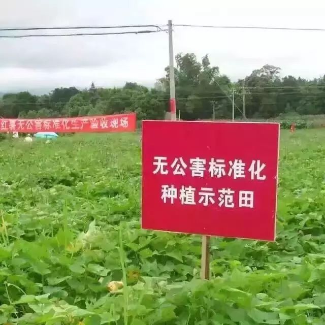 富硒沙地地瓜(富硒地瓜营养价值)-硒宝网