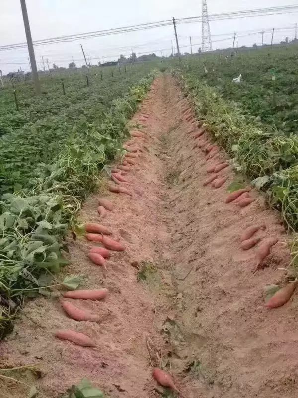 富硒沙地地瓜(富硒地瓜营养价值)-硒宝网