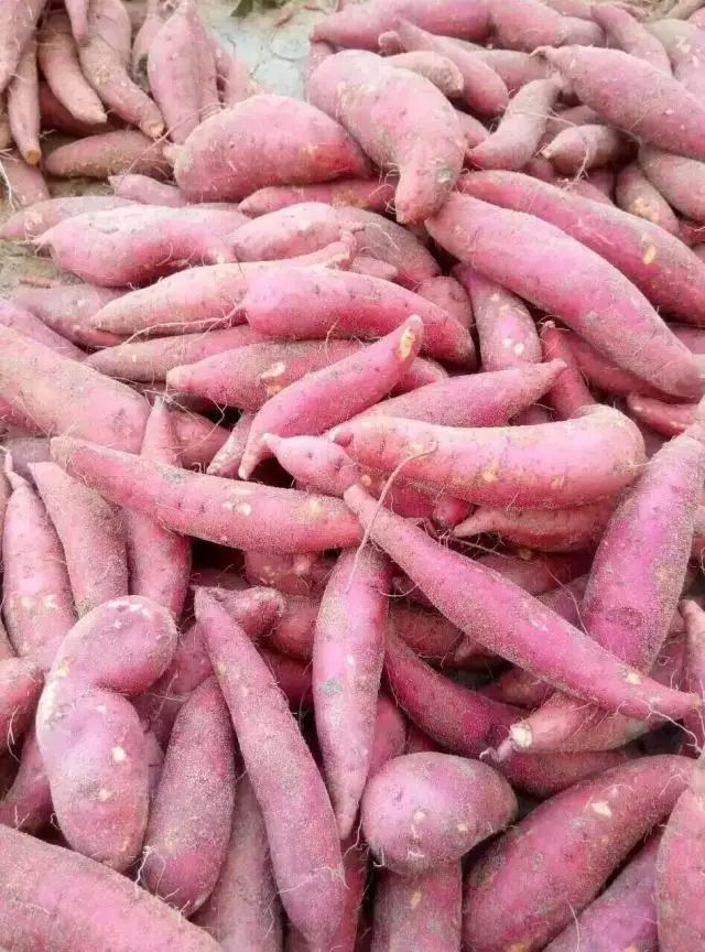 富硒沙地地瓜(富硒地瓜营养价值)-硒宝网