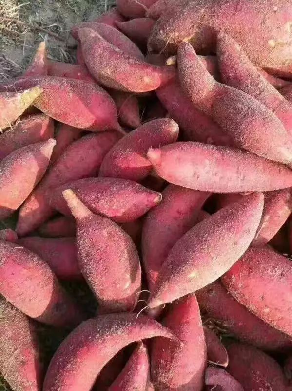 富硒沙地地瓜(富硒地瓜营养价值)-硒宝网